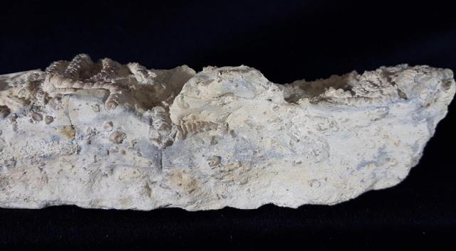 Solanocrinus depressus (ORBIGNY 1850) - Bild &copy; FossNet FossilienStore